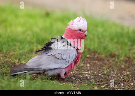 Galah (Eolophus roseicapilla). Adult standing on the ground. Australia Stock Photo