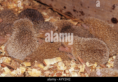 lesser hedgehog tenrec echinops telfairi Stock Photo