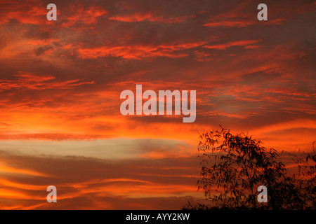 Stunning scene of sunset sky in Kerala with red orange clouds - upper half of bamboo tree is silhouetted on lower right of frame Stock Photo