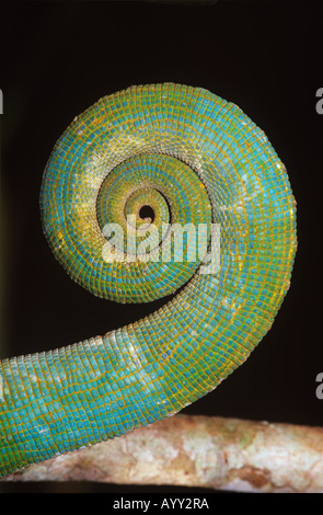 parsons chameleon rolled tail close up view calumna parsonii Stock Photo
