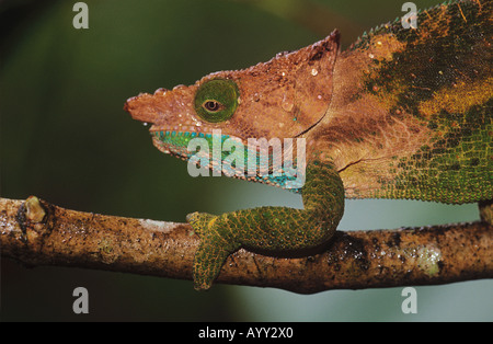 parsons chameleon on branch calumna parsonii Stock Photo