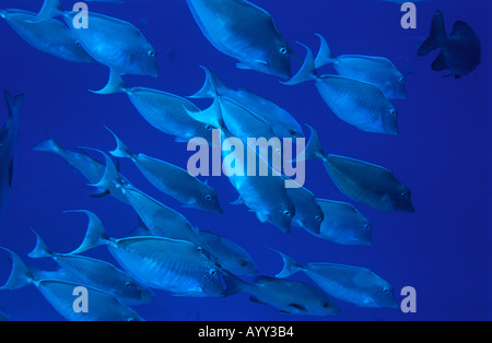 Humpback unicornfish shoal swimming in open ocean Stock Photo