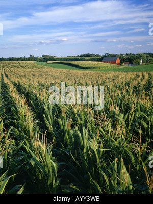 Contour strip farming corn and alfalfa hay Stock Photo - Alamy