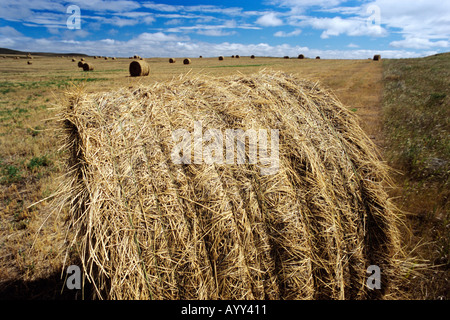 Round hay bales in late summer field Belfied North Dakota Stock Photo