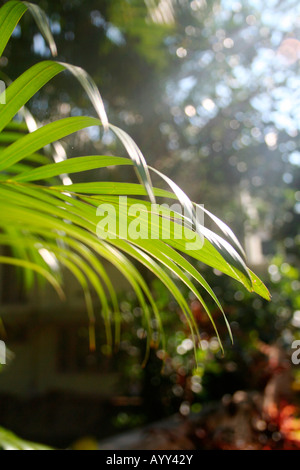 detail of cycad palm frond leaf in a tropical setting - woods jungles woodlands forests rainforests wilderness - morning light
