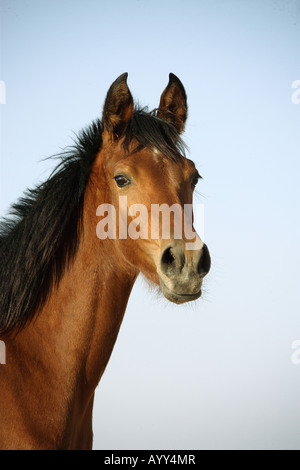 Arabian horse - foal - portrait Stock Photo