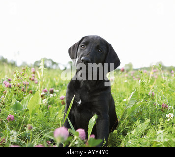 black Labrador puppy sitting on meadow Stock Photo