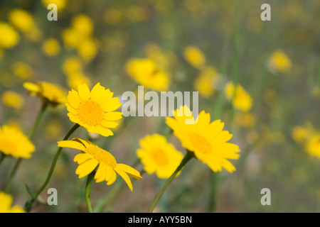 flower field in spring Stock Photo