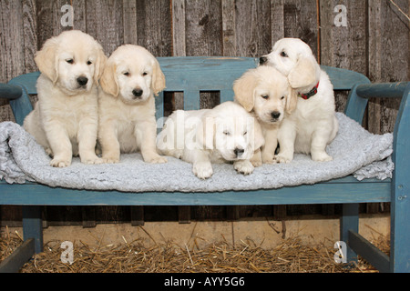 five Golden Retriever puppies on bench Stock Photo