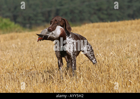 German Shorthaired Pointer. An adult dog retrieves a male mallard. Germany Stock Photo