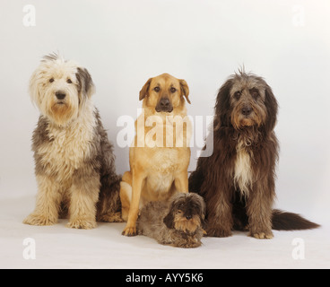 Bobtail, mixed-breed dog, Bearded Collie and Wire-haired Dachshund sitting next to each other. Studio picture Stock Photo