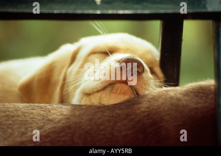 Labrador Retriever dog - puppy sleeping Stock Photo