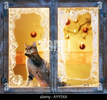 christmas : domestic cat at window - frosted Stock Photo