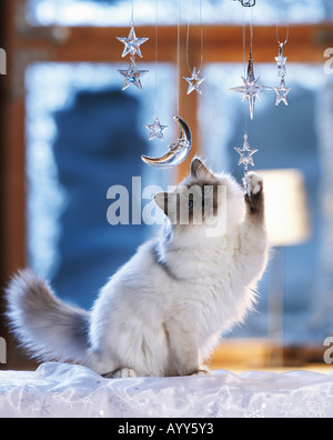 Sacred cat of Burma - playing with christmas decoration