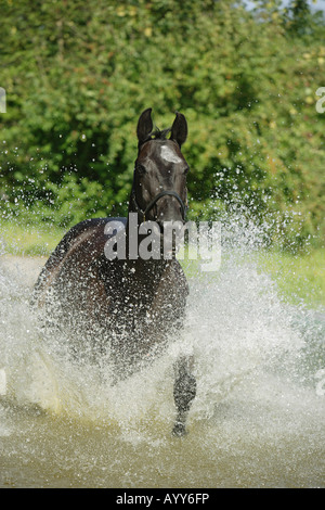 Karatschaever - running in water Stock Photo