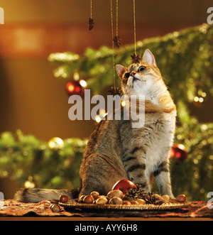 domestic cat with christmas decoration Stock Photo