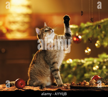 domestic cat with christmas decoration Stock Photo