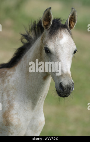 Arabian horse - foal - portrait Stock Photo