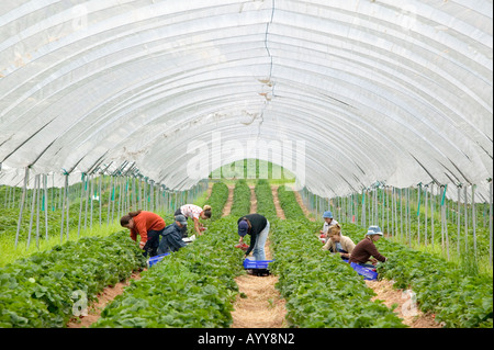 Eastern European workers picking strawberries inside a polytunnel on a farm in Shropshire UK Stock Photo