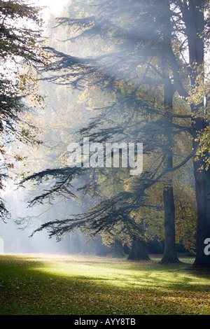 Early morning autumn sunlight in Westonbirt Arboretum Gloucestershire UK Stock Photo
