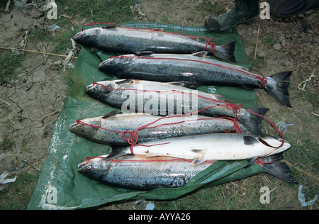 Putcher fishing Stock Photo