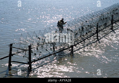 Putcher fishing Stock Photo