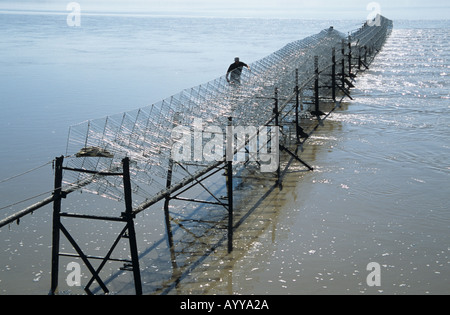 Putcher fishing Stock Photo