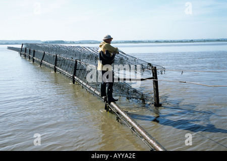 Putcher fishing Stock Photo