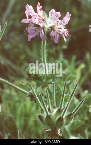 atomic snowflake geranium, Rose-scented Geranium, Scented Geranium, (Pelargonium capitatum), inflorescence and infructescence Stock Photo