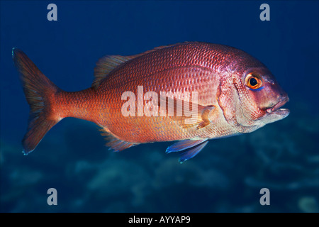 pandora, common pandora (Pagellus erythrinus) Stock Photo