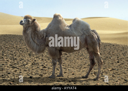 Bactrian camel, two-humped camel (Camelus bactrianus), standing in a desert Stock Photo