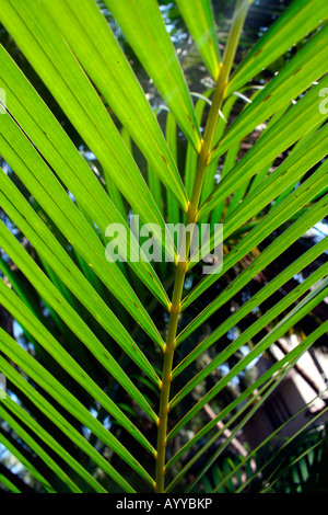 Detailed close-up of a cycad frond palm leaf in a wild tropical setting - woods jungles woodlands forests rainforests garden