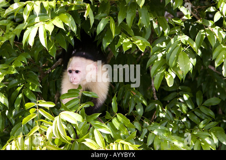 White headed Capuchin Monkey Cebus capucinus Soberania National Park Panama Stock Photo