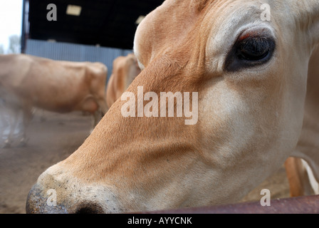 A close up of the face of a Jersey Cow in Yorkshire, England Stock Photo -  Alamy