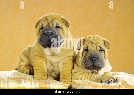 two Shar Pei puppies on pillow Stock Photo