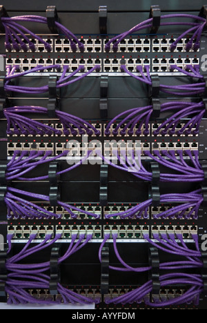 many violet ethernet cables connect several hubs Stock Photo
