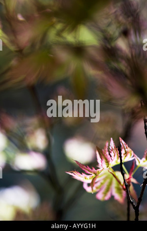 Acer palmatum higasayama. Young Japanese maple tree leaves in spring. UK Stock Photo