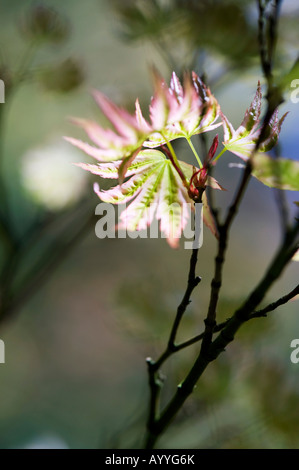 Acer palmatum higasayama. Young Japanese maple tree leaves in spring. UK Stock Photo