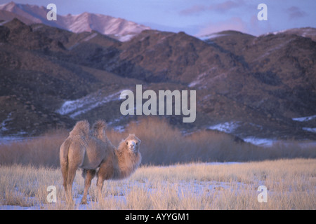 Bactrian camel, two-humped camel (Camelus bactrianus), standing in the steppe, Mongolia, Altai Gebirge Stock Photo