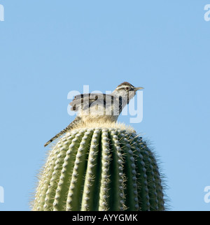 Cactus Wren Campylorhynchus brunneicapillus Arizona USA Stock Photo