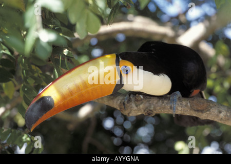 toco toucan (Ramphastos toco), sitting on a branch, Brazil, Pantanal Stock Photo