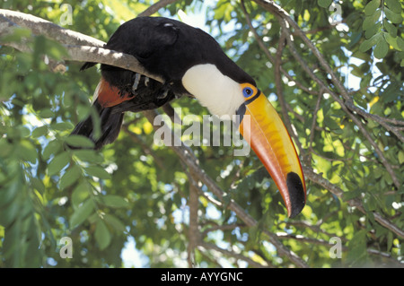 toco toucan (Ramphastos toco), sitting on a branch, Brazil, Pantanal Stock Photo