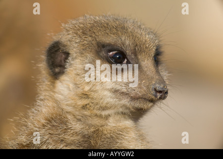 A meerkat (suricata suricatta) keeping watch Stock Photo