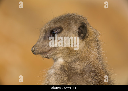 A meerkat (suricata suricatta) keeping watch Stock Photo