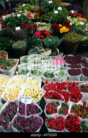 flowers for sale in the bloemenmarkt last of the citys floating markets singel amsterdam netherlands north holland europe Stock Photo