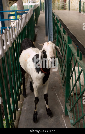 Black and white goat standing on a walkway at Shimla Railway Station, Himachal Pradesh, India, near the famous Shimla Kalka Toy Train route. Stock Photo