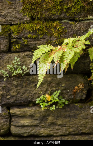 A pale green fern growing out of an old stone brick wall covered in moss and small green plants, showing natural texture and growth. Stock Photo