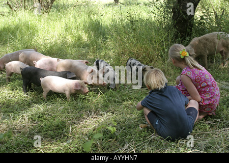 domestic pig (Sus scrofa f. domestica), pigs free range feeded by children Stock Photo