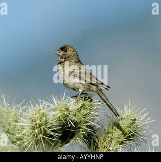 Female House Finch Carpodacus mexicanus Stock Photo