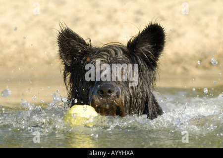 mixed breed dog (Canis lupus f. familiaris), swimming Stock Photo